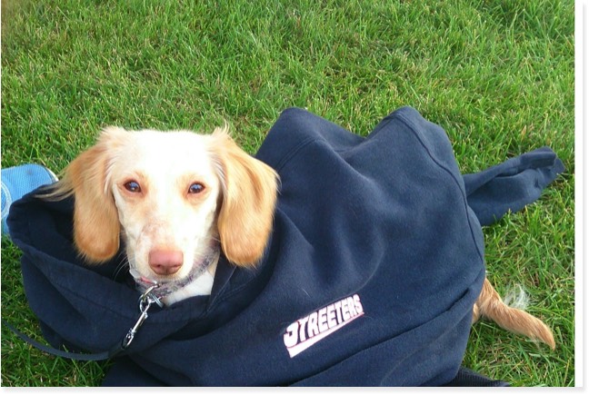 Honey is a purebred, rare English Blond Dachshund